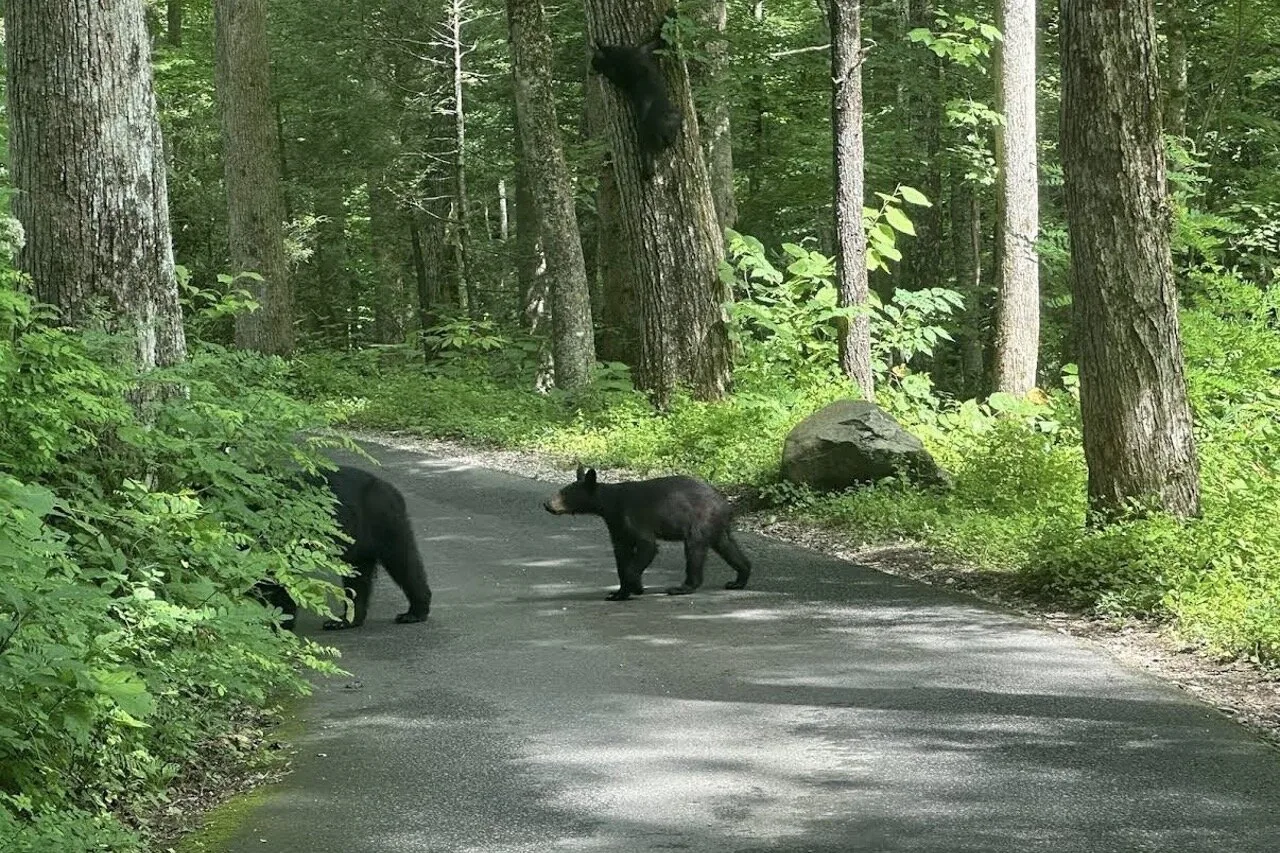 Two black bears crossing a Smoky Mountains road ahead of a self-guided UTV